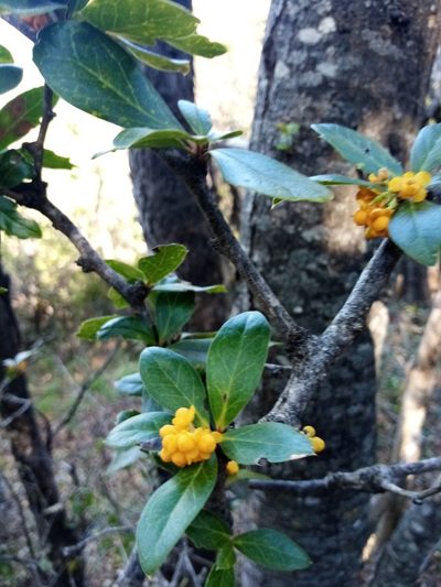 Berberis valdiviana, photographed by Raúl Cuevas Medina