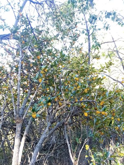 Berberis valdiviana, photographed by Raúl Cuevas Medina
