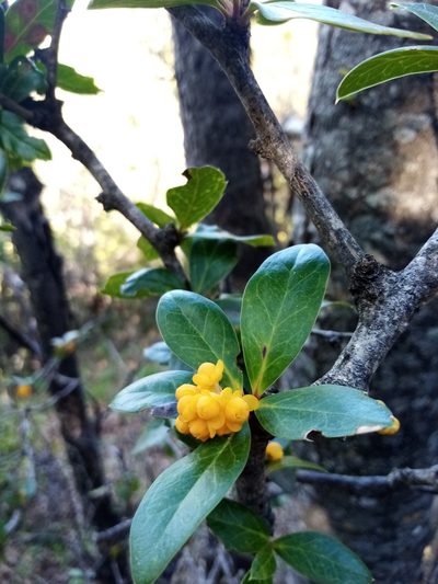 Berberis valdiviana, photographed by Raúl Cuevas Medina