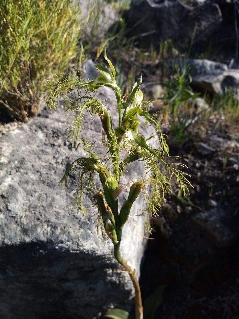 Bipinnula plumosa, photographed by Raúl Cuevas Medina