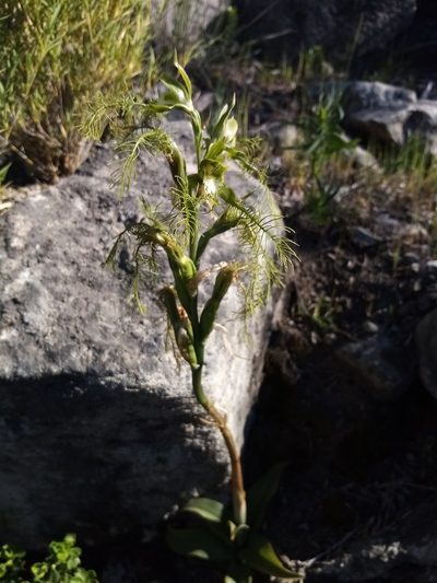 Bipinnula plumosa, photographed by Raúl Cuevas Medina