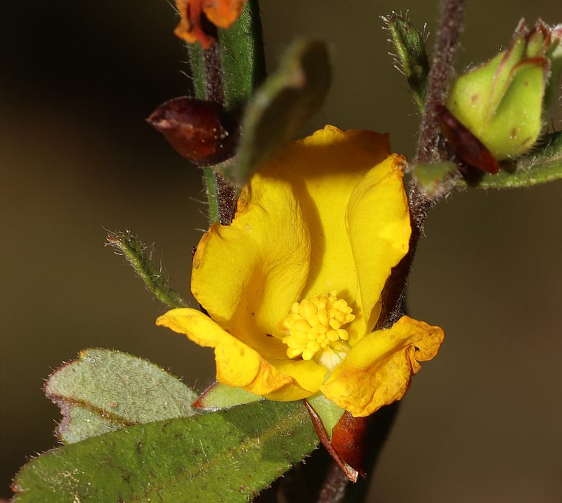 Hibbertia ovata, photographed by T. Hammer