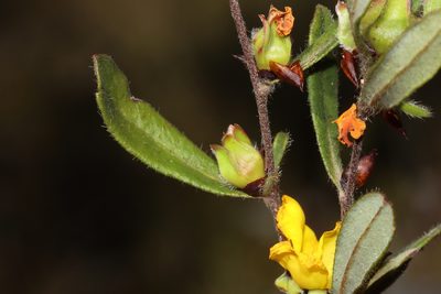 Hibbertia ovata, photographed by T. Hammer