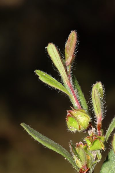 Hibbertia ovata, photographed by T. Hammer