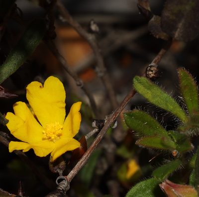 Hibbertia ovata, photographed by T. Hammer