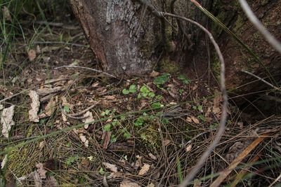 Corybas recurvus, photographed by Em Lamond
