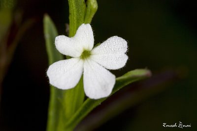 Striga angustifolia, photographed by Ramesh Shenai Jr.