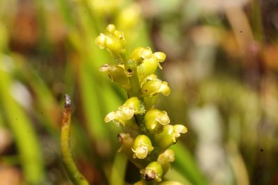 Microtis atrata, photographed by Em Lamond