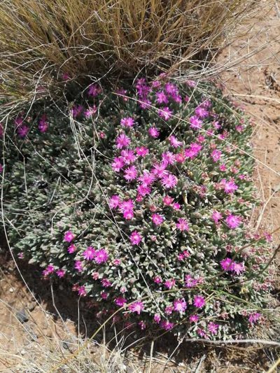Ruschia pulvinaris, photographed by Ricus Nel