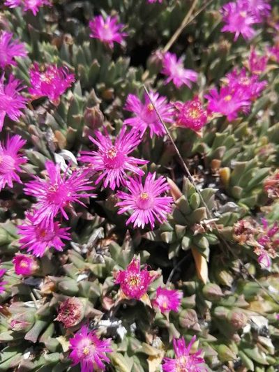 Ruschia pulvinaris, photographed by Ricus Nel
