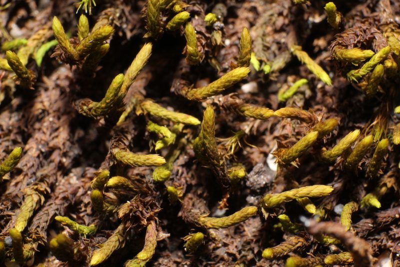 Hedwigidium imberbe, photographed by Em Lamond