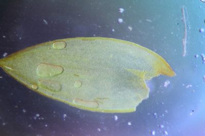 Hedwigidium imberbe, photographed by Em Lamond