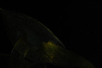Hedwigidium imberbe, photographed by Em Lamond