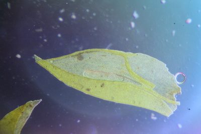 Hedwigidium imberbe, photographed by Em Lamond
