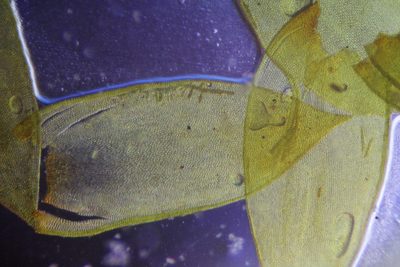 Hedwigidium imberbe, photographed by Em Lamond