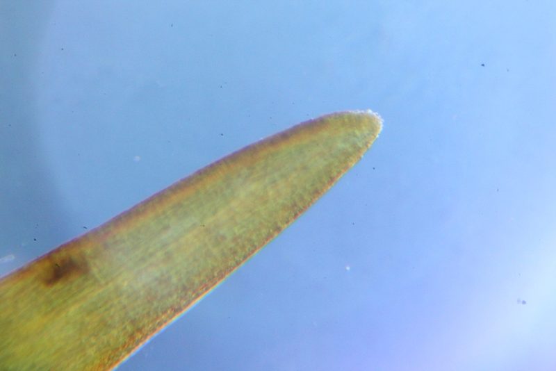 Campylopus bicolor, photographed by Em Lamond