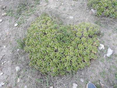 Ferocactus robustus, photographed by Konstantin Grebennikov