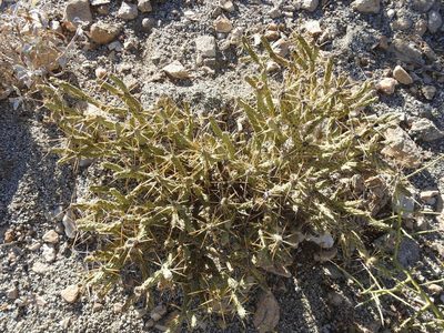 Cylindropuntia tesajo, photographed by Konstantin Grebennikov