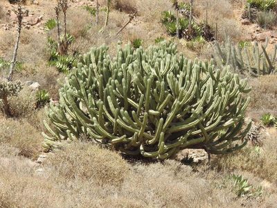 Myrtillocactus cochal, photographed by Konstantin Grebennikov