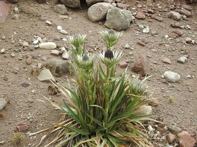 Eryngium proteiflorum, photographed by Konstantin Grebennikov