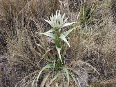 Eryngium proteiflorum, photographed by Konstantin Grebennikov