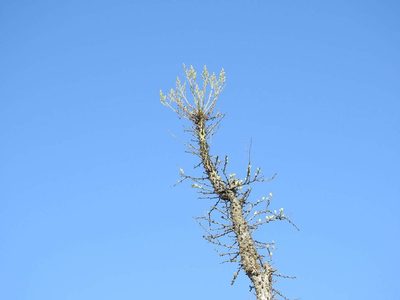 Fouquieria columnaris, photographed by Konstantin Grebennikov