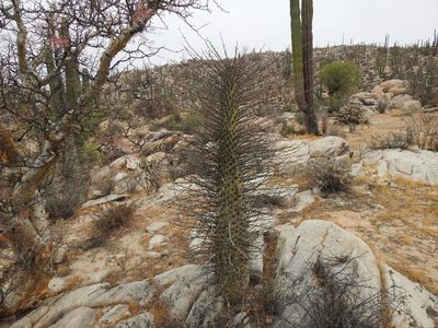 Fouquieria columnaris, photographed by Konstantin Grebennikov