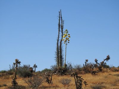 Fouquieria columnaris, photographed by Konstantin Grebennikov