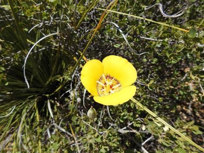 Calochortus concolor, photographed by Konstantin Grebennikov