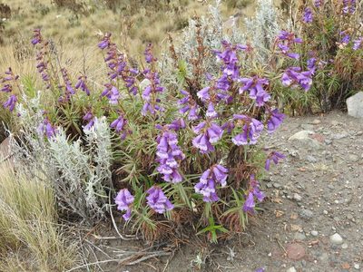Penstemon gentianoides, photographed by Konstantin Grebennikov
