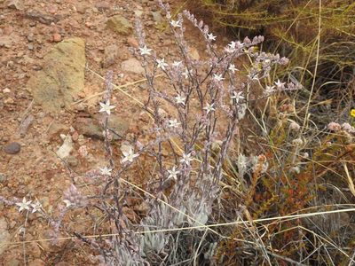 Dudleya attenuata, photographed by Konstantin Grebennikov
