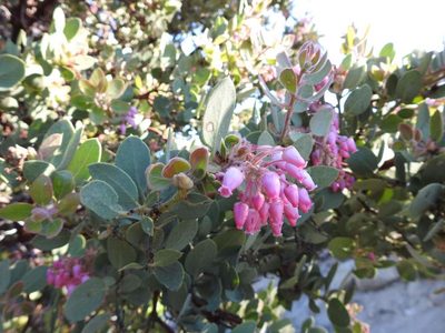 Arctostaphylos pringlei, photographed by Konstantin Grebennikov