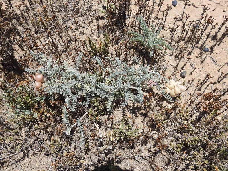 Astragalus harbisonii, photographed by Konstantin Grebennikov