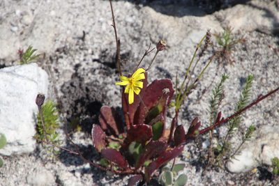 Othonna multicaulis, photographed by Tony Rebelo