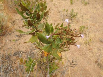 Eriodictyon sessilifolium, photographed by Konstantin Grebennikov