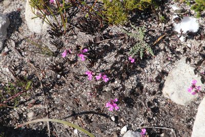 Indigofera ovata, photographed by Tony Rebelo