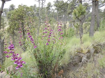 Penstemon gentianoides, photographed by Konstantin Grebennikov