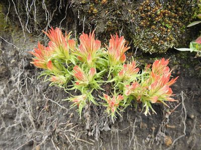 Castilleja moranensis, photographed by Konstantin Grebennikov