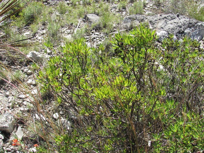 Comarostaphylis polifolia, photographed by Konstantin Grebennikov
