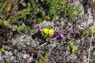 Sebaea sulphurea, photographed by Tony Rebelo