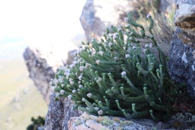 Kogelbergia verticillata, photographed by Tony Rebelo