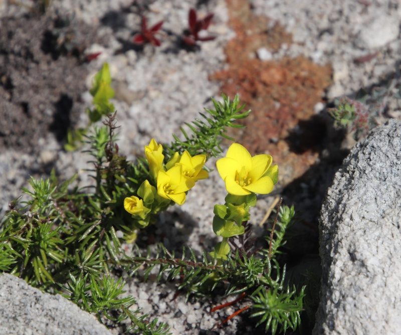 Sebaea sulphurea, photographed by Tony Rebelo