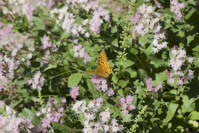 Ageratina occidentalis, photographed by John Hibbard