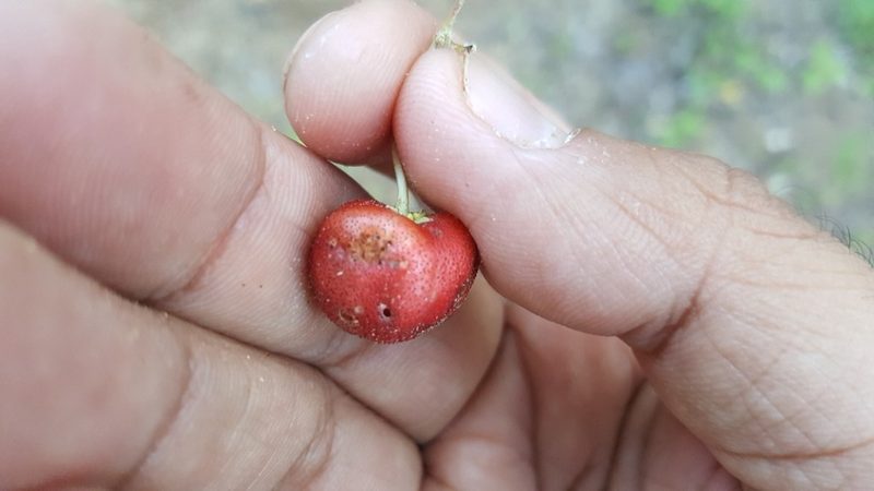 Malpighia diversifolia, photographed by Lázaro Israel Rangel Castañeda