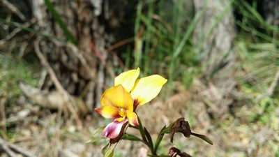 Diuris corymbosa, photographed by Helium Luo