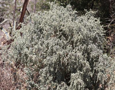 Atriplex nummularia, photographed by Dave Brown