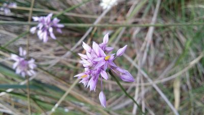 Sowerbaea laxiflora, photographed by Helium Luo