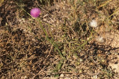 Carduus hamulosus, photographed by Вячеслав Юсупов