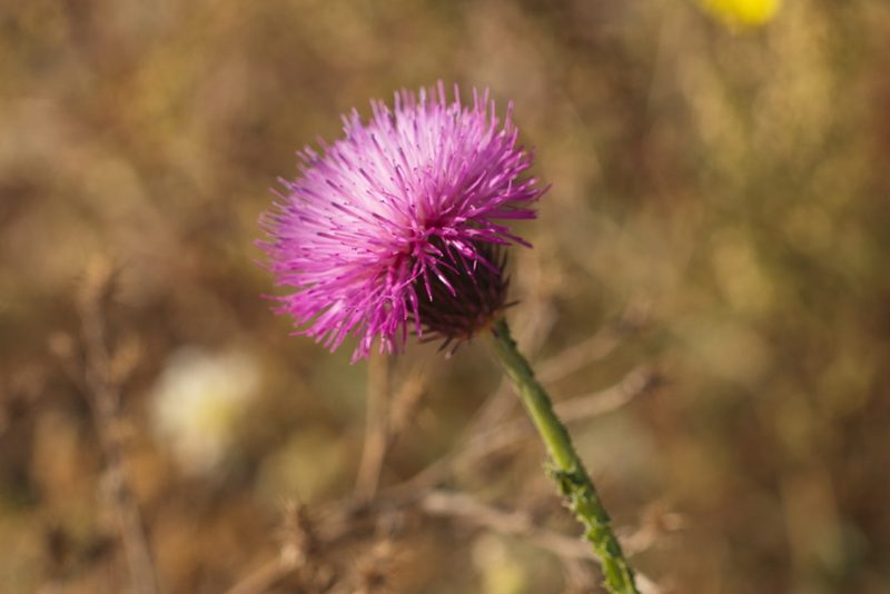 Carduus hamulosus, photographed by Вячеслав Юсупов
