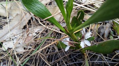 Scaevola repens, photographed by Helium Luo